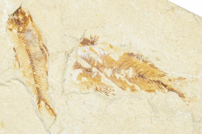 Two Cretaceous Fossil Fish Plate - Lebanon #248346